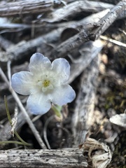 Iberodes kuzinskyana
