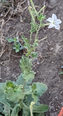Nicotiana repanda