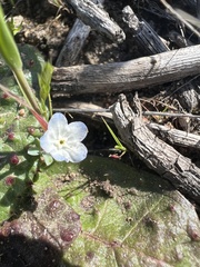 Iberodes kuzinskyana