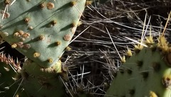 Opuntia × vaseyi