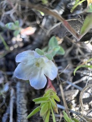 Iberodes kuzinskyana