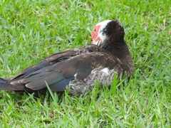 Cairina moschata domestica