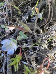 Iberodes kuzinskyana