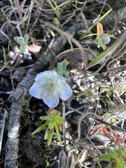 Iberodes kuzinskyana