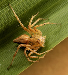 Oxyopes hoggi
