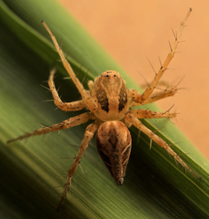 Oxyopes hoggi