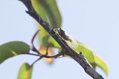 Platypedia vanduzeei