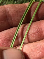 Carex subfusca