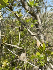 Disholcaspis cinerosa
