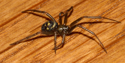 Ant Comb-Footed Spider