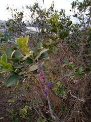 Memecylon umbellatum