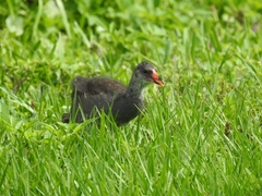 Gallinula galeata