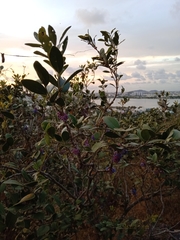 Memecylon umbellatum