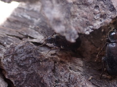 Pterostichus anthracinus