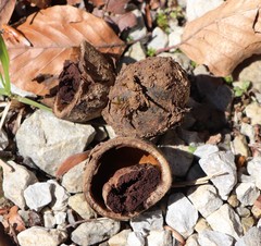 Cyclamen purpurascens