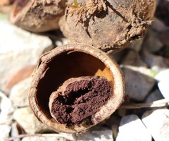 Cyclamen purpurascens