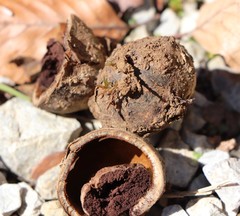 Cyclamen purpurascens