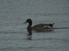 Anas platyrhynchos domesticus