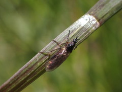Dilophus antipedalis