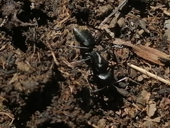 Camponotus saxatilis