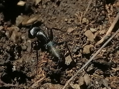 Camponotus saxatilis