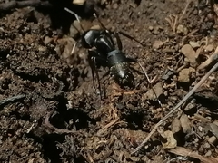 Camponotus saxatilis