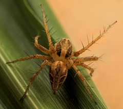 Oxyopes hoggi