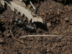 Camponotus saxatilis