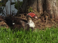 Cairina moschata domestica