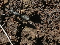 Camponotus saxatilis