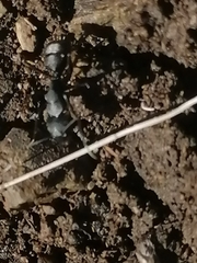 Camponotus saxatilis