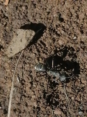 Camponotus saxatilis