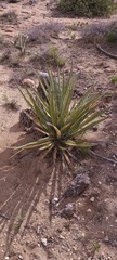 Yucca schidigera