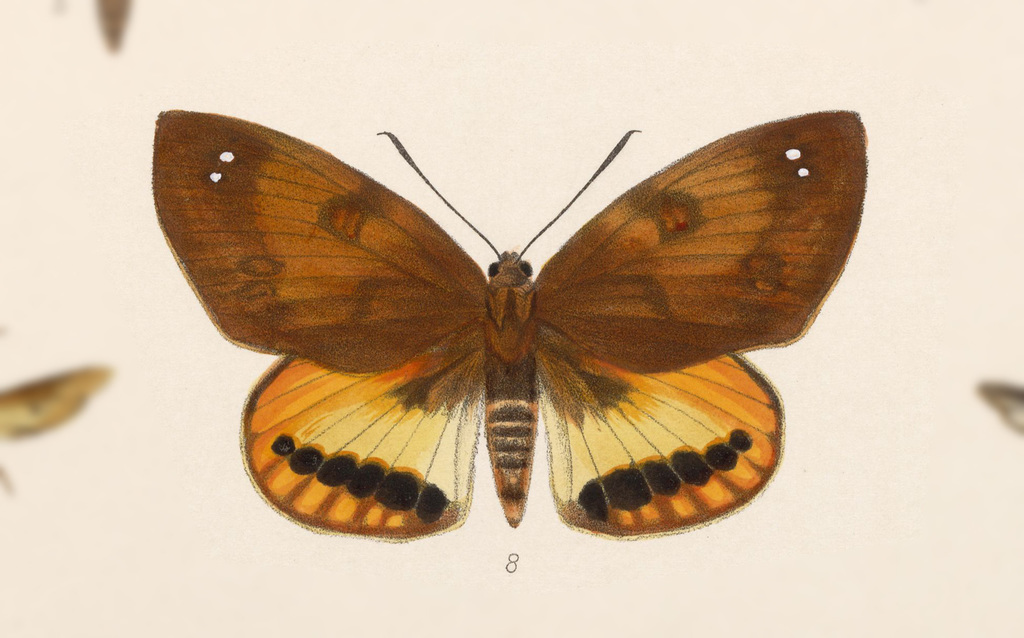 Athis palatinus
