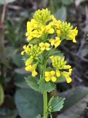 Barbarea vulgaris