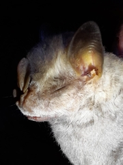 Chiroderma villosum