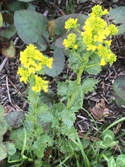 Barbarea vulgaris
