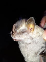 Chiroderma villosum