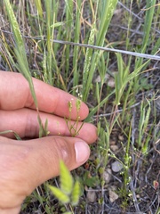 Apiastrum angustifolium