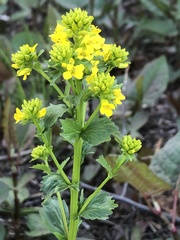 Barbarea vulgaris