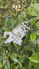 Viburnum