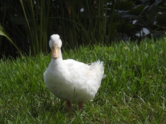 Anas platyrhynchos domesticus