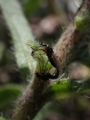 Dilophus antipedalis