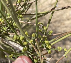 Ephedra aphylla