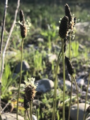 Plantago lanceolata