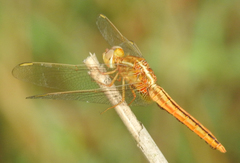 Crocothemis servilia