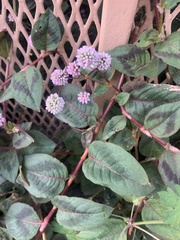 Persicaria capitata