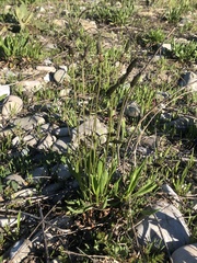 Plantago lanceolata