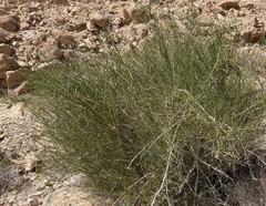 Ephedra aphylla