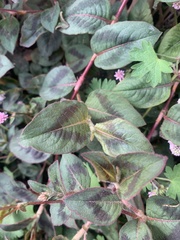 Persicaria capitata